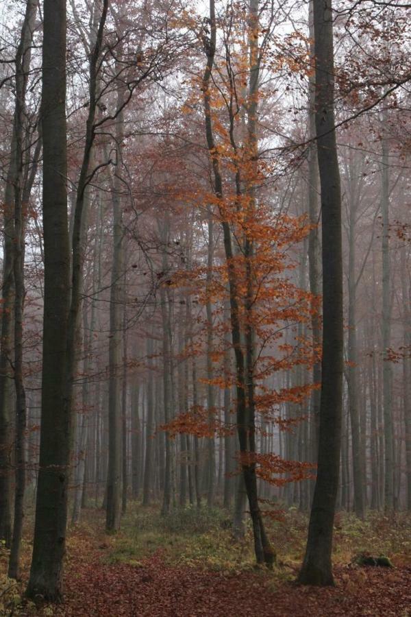 Pension Walddorf Winterberg Bagian luar foto